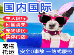 正定国际宠物托运 【国